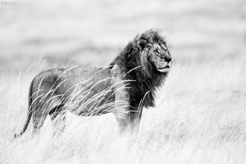 Prowess African Wildlife Print FROST Prints Gallery Fine Art