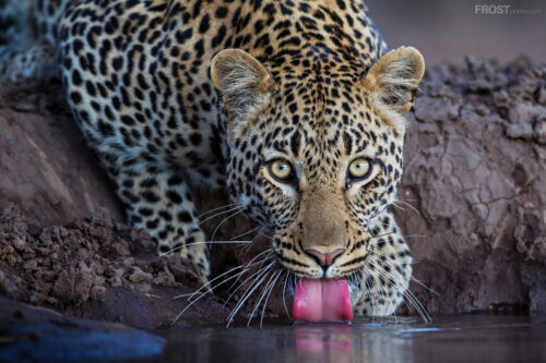 Leopard African Artwork