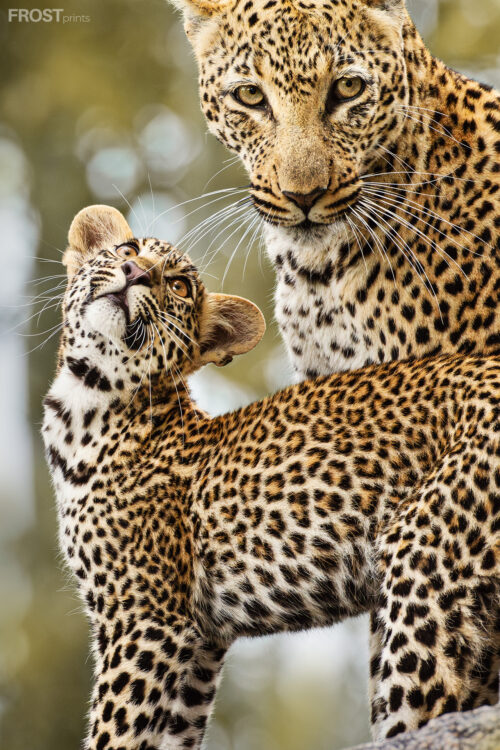 Leopard and cub fineart print